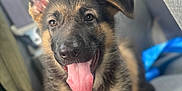 Thunder joined the competition — help win amazing prizes! dog, puppy, german_shepherd, tongue_out, ear_up, pet, animal, cute, mammal, canine, young, fur, paw, sitting, indoor, seat, car_interior, happy, playful, closeup