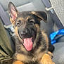 dog, puppy, german_shepherd, tongue_out, ear_up, pet, animal, cute, mammal, canine, young, fur, paw, sitting, indoor, seat, car_interior, happy, playful, closeup