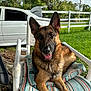Thunder joined the competition — help win amazing prizes! german_shepherd, dog, pet, outdoor, chair, cushion, grass, vehicle, white_car, fence, tree, happy, tongue_out, ears_up, canine, animal, summer, sunlight, nature, relaxed