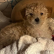 Simba joined the competition — help win amazing prizes! dog, puppy, curly_fur, blanket, cozy, indoor, pet, relaxed, sleepy, fur, small_dog, curled_up, cute, animal, soft_texture, resting, warm_lighting, tag, couch, companion