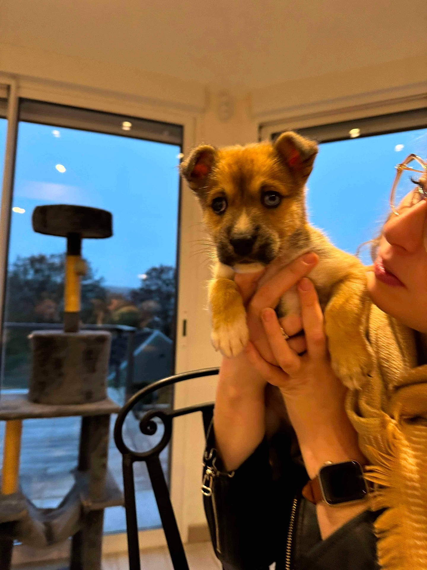 Vasco a rejoint le concours — aidez-le/la à gagner de superbes lots ! animal, blurred_background, cat_tree, chair, cute, dog, evening, face, furniture, glasses, hand, holding, home, indoor, person, pet, puppy, scarf, watch, window