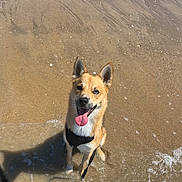Vasco participe au concours pour gagner de l'argent avec cette photo : animal, beach, canine, dog, ears_up, happy, leash, nature, outdoor, pet, playful, sand, shore, sitting, smiling, summer, sunny, tongue_out, water, wet_fur