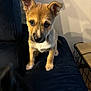 puppy, dog, pet, indoor, couch, curious, young, animal, furniture, brown, black, ears, cute, sitting, looking, face, fur, canine, companion, home