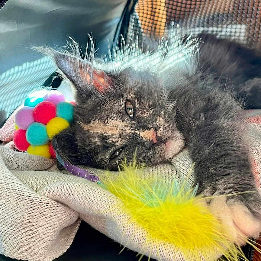 Xena a rejoint le concours — aidez-le/la à gagner de superbes lots ! animal, cat, computerhardware, cushion, electronics, face, hardware, head, homedecor, kitten, monitor, person, pet, photography, plush, portrait, purple, screen, sleeping, toy