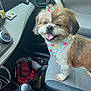 animal, bandana, bow, car_interior, dashboard, dog, door_handle, fabric, floor_mat, fluffy, gear_shift, happy, pet, seat, seat_cover, small_dog, tongue_out, tote_bag, vehicle, window