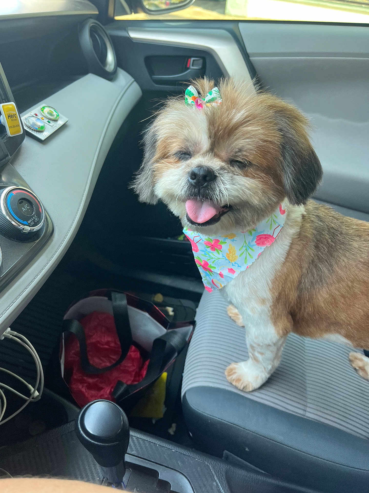 Liela joined the competition — help win amazing prizes! animal, bandana, bow, car_interior, dashboard, dog, door_handle, fabric, floor_mat, fluffy, gear_shift, happy, pet, seat, seat_cover, small_dog, tongue_out, tote_bag, vehicle, window