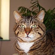 Voyou a rejoint le concours — aidez-le/la à gagner de superbes lots !