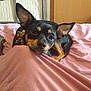 dog, pet, black_and_tan, small_dog, bed, blanket, indoors, furniture, storage, ears, closeup, resting, cute, canine, animal, looking, portrait, cozy, relaxed, home