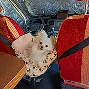 Vick participe au concours pour gagner de l'argent avec cette photo : car_interior, cozy, curious, cute, dashboard, dog, fluffy, hammock, indoor, paw_prints, pet, pet_hammock, red_seat_covers, seatbelt, small_dog, steering_wheel, travel, vehicle, white_dog, window_cover