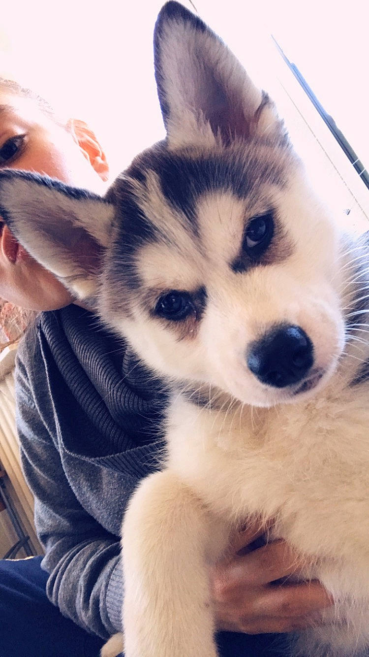 Oréa a rejoint le concours — aidez-le/la à gagner de superbes lots ! alaskan_klee_kai, alaskan_malamute, canadian_eskimo_dog, canidae, carnivore, dog, dog_breed, eye, mammal, miniature_siberian_husky, northern_inuit_dog, nose, sakhalin_husky, siberian_husky, sled_dog, snout, tamaskan_dog, vertebrate, whiskers, wolfdog