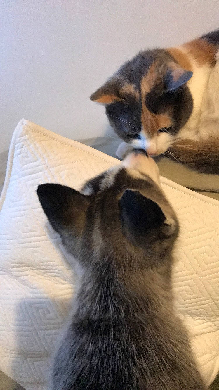 Oréa a rejoint le concours — aidez-le/la à gagner de superbes lots ! balinese, burmese, carnivore, cat, domestic_short_haired_cat, felidae, fur, kitten, mammal, nose, paw, siamese, small_to_medium_sized_cats, snout, snowshoe, thai, tonkinese, whiskers