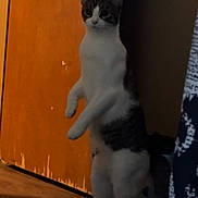 Odin joined the competition — help win amazing prizes! cat, standing, indoor, door, wooden_door, curious, pet, animal, feline, floor, brown, white, black, fur, alert, home, domestic, vertical, shadow, quiet
