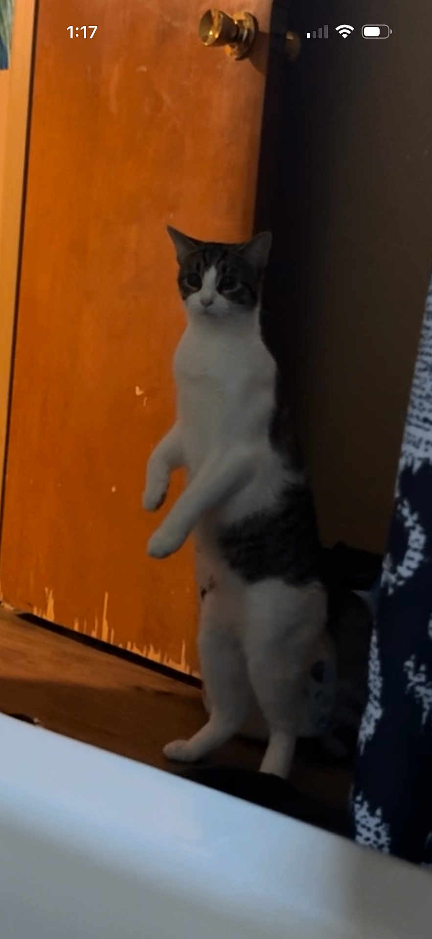 Odin joined the competition — help win amazing prizes! cat, standing, indoor, door, wooden_door, curious, pet, animal, feline, floor, brown, white, black, fur, alert, home, domestic, vertical, shadow, quiet