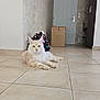 Wookie participe au concours pour gagner de l'argent avec cette photo : cat, cream_colored, indoor, tile_floor, lounging, relaxed, hallway, door, cardboard_box, bag, floral_pattern, pet, feline, whiskers, ears, fur, home_interior, floor_tiles, domestic_animal, resting