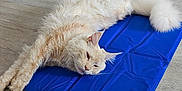 Wookie a rejoint le concours — aidez-le/la à gagner de superbes lots ! cat, fluffy, cream_color, blue_mat, wooden_floor, indoor, plant_pot, green_plant, door, backpack, relaxed, lying_down, pet, feline, tail, whiskers, flooring, cozy, sleepy, home