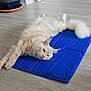 cat, fluffy, cream_color, blue_mat, wooden_floor, indoor, plant_pot, green_plant, door, backpack, relaxed, lying_down, pet, feline, tail, whiskers, flooring, cozy, sleepy, home