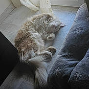 Wookie a rejoint le concours — aidez-le/la à gagner de superbes lots ! cat, fluffy, indoor, sunlight, floor, curtain, window, pet_bed, relaxing, sleeping, cozy, feline, domestic, tail, paw, whiskers, resting, home, soft, light