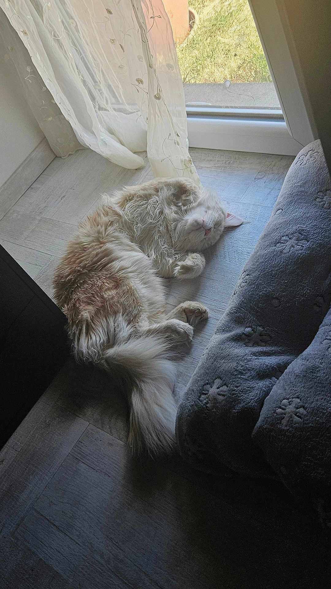 Wookie a rejoint le concours — aidez-le/la à gagner de superbes lots ! cat, fluffy, indoor, sunlight, floor, curtain, window, pet_bed, relaxing, sleeping, cozy, feline, domestic, tail, paw, whiskers, resting, home, soft, light
