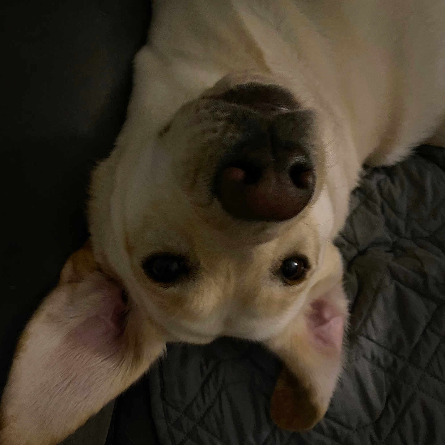 Nelly joined the competition — help win amazing prizes! animal, beagle, blanket, bodypart, bulldog, canine, chihuahua, couch, dog, frenchbulldog, furniture, hound, labradorretriever, person, pet, pitbull, puppy, sleeping, snout, whitedog