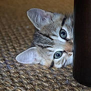 Indy participe au concours pour gagner de l'argent avec cette photo : abyssinian, animal, cat, hardwood, kitten, manx, pet, siamese, wood