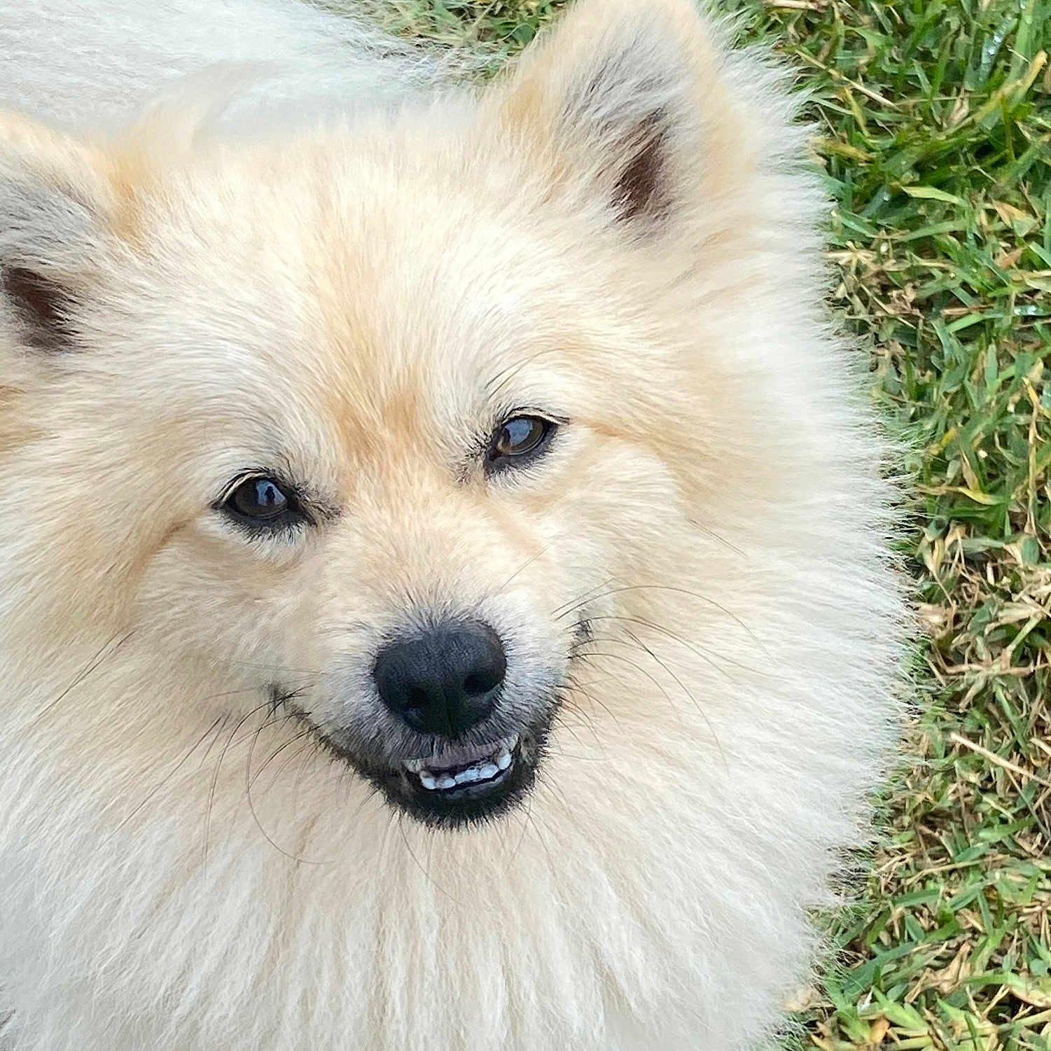 Simon joined the competition — help win amazing prizes! adorable, animal, canine, closeup, cute, dog, eyes, face, fluffy, friendly, fur, grass, happy, mammal, nature, outdoor, pet, portrait, smiling, whiskers