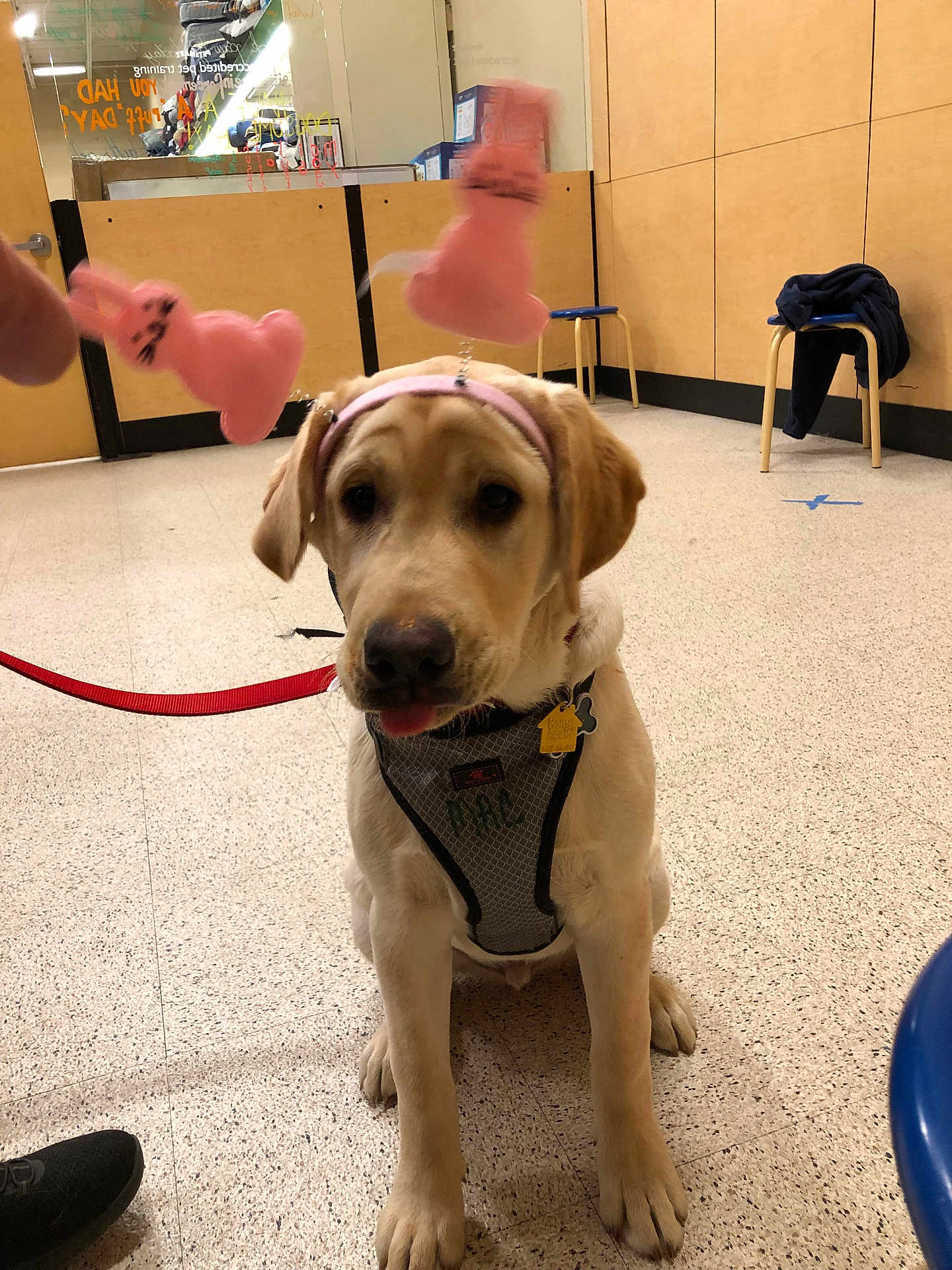 Mac is registered to the contest to win money with this photo: animal, chair, cute, dog, floor, harness, headband, indoor, labrador, leash, pet, pink_bunny, playful, puppy, sitting, tongue_out, training_room, wall, yellow_dog, young_dog