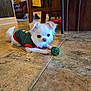 dog, small_dog, white_dog, puppy, toy, green_ball, sweater, tile_floor, indoor, furniture, chair, table, wooden_chair, living_room, pet, cute, holiday, focused, floor, animal
