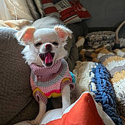 Polly joined the competition — help win amazing prizes! dog, small_dog, yawning, knit_sweater, white_fur, couch, blanket, pillow, indoor, cozy, window_light, pet, cute, fur, home, living_room, relaxed, comfort, animal, resting