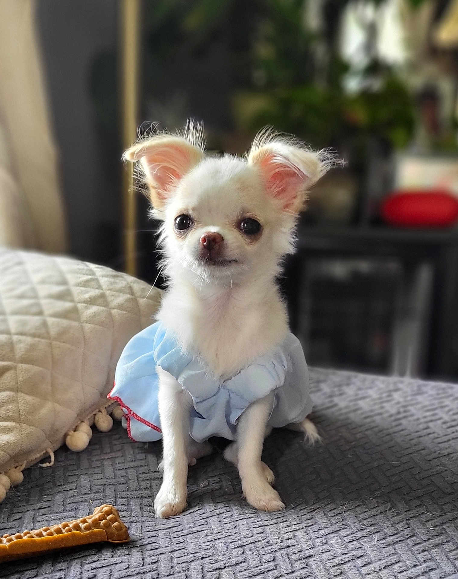 Polly is registered to the contest to win money with this photo: dog, small_dog, white_dog, chihuahua, clothing, blue_dress, pet, indoor, bed, blanket, pillow, dog_treat, fur, ears, cute, animal, companion, portrait, sitting, curious