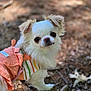 dog, small_dog, outdoor, forest_floor, leaves, twigs, white_fur, pet_clothing, colorful_stripes, curious, close_up, animal, nature, cute, fluffy, portrait, daylight, canine, small_pet, walking