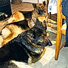 dogs, german_shepherd, three_dogs, pets,  animals, lying_down, cuddle_pile, black_and_tan, long_hair, pointed_ears, indoors, dining_room, wooden_chair, tile_floor, home, furniture, pet_portrait, relaxed, looking_at_camera, flash_photography