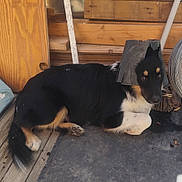 Cassis Et Pneu a rejoint le concours — aidez-le/la à gagner de superbes lots ! dog, black_and_tan, lying_down, bucket, helmet, workshop, wooden_wall, deck, broom, wire_coil, outdoors, pet, animal, fur, paws, tail, face, eyes, rustic, funny