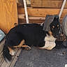dog, black_and_tan, lying_down, bucket, helmet, workshop, wooden_wall, deck, broom, wire_coil, outdoors, pet, animal, fur, paws, tail, face, eyes, rustic, funny