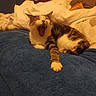 cat, calico, yawning, sleepy, feline, pet, animal, bed, blanket, pillow, bedroom, indoors, cozy, relaxed, lying_down, tabby, white_fur, brown_fur, blue_blanket, portrait