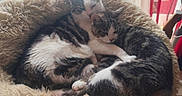 Cassis Et Pneu a rejoint le concours — aidez-le/la à gagner de superbes lots ! cats, three_cats, kittens, sleeping, cuddling, snuggling, pet_bed, fluffy_bed, indoor, home, window, daylight, tabby, black_and_white, white_fur, striped_fur, animal_portrait, cozy, relaxed, cute