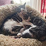 animal_portrait, black_and_white, cats, cozy, cuddling, cute, daylight, fluffy_bed, home, indoor, kittens, pet_bed, relaxed, sleeping, snuggling, striped_fur, tabby, three_cats, white_fur, window