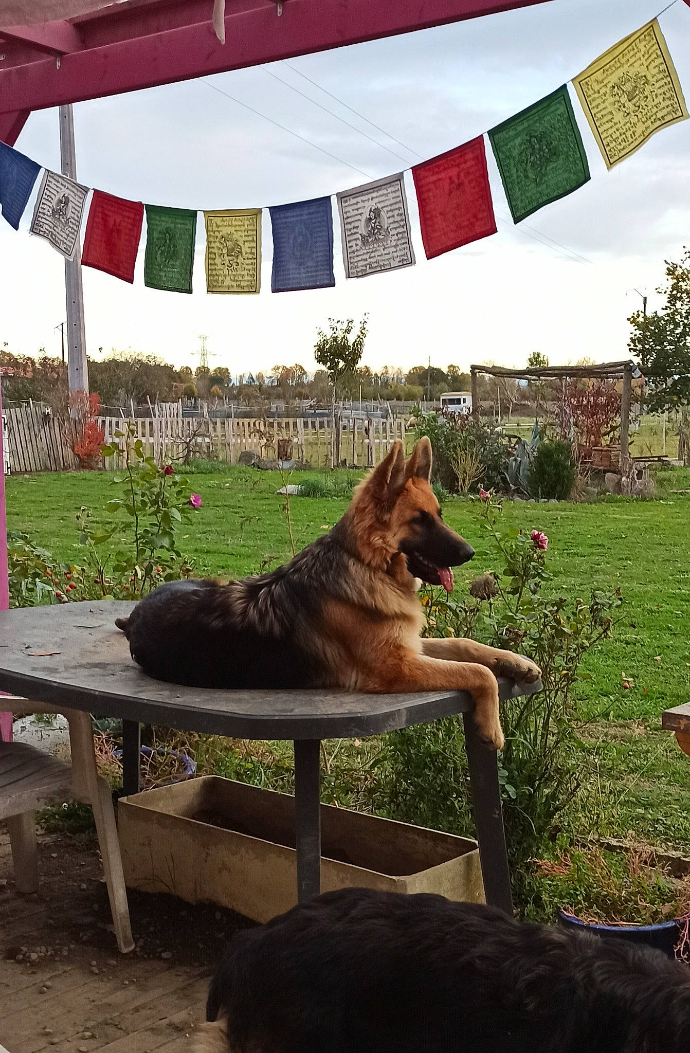 Telma