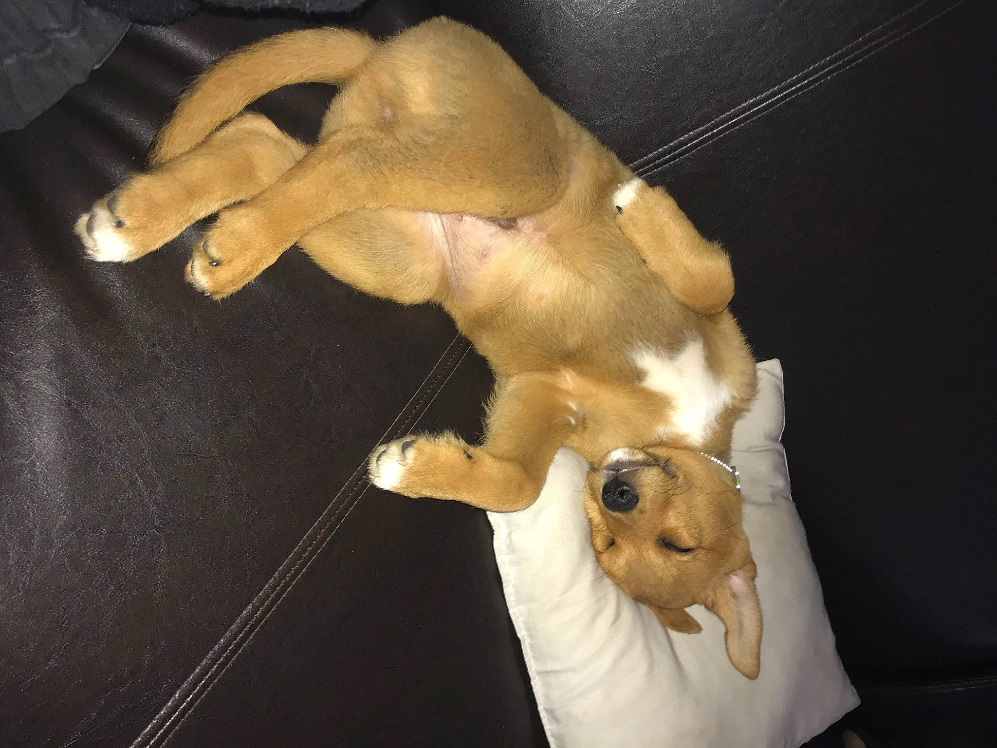 Simba a rejoint le concours — aidez-le/la à gagner de superbes lots ! abdomen, art, carnivore, chest, companion_dog, dog, dog_breed, ear, fawn, felidae, gesture, human_leg, jaw, neck, snout, sporting_group, tail, toy, trunk, working_animal