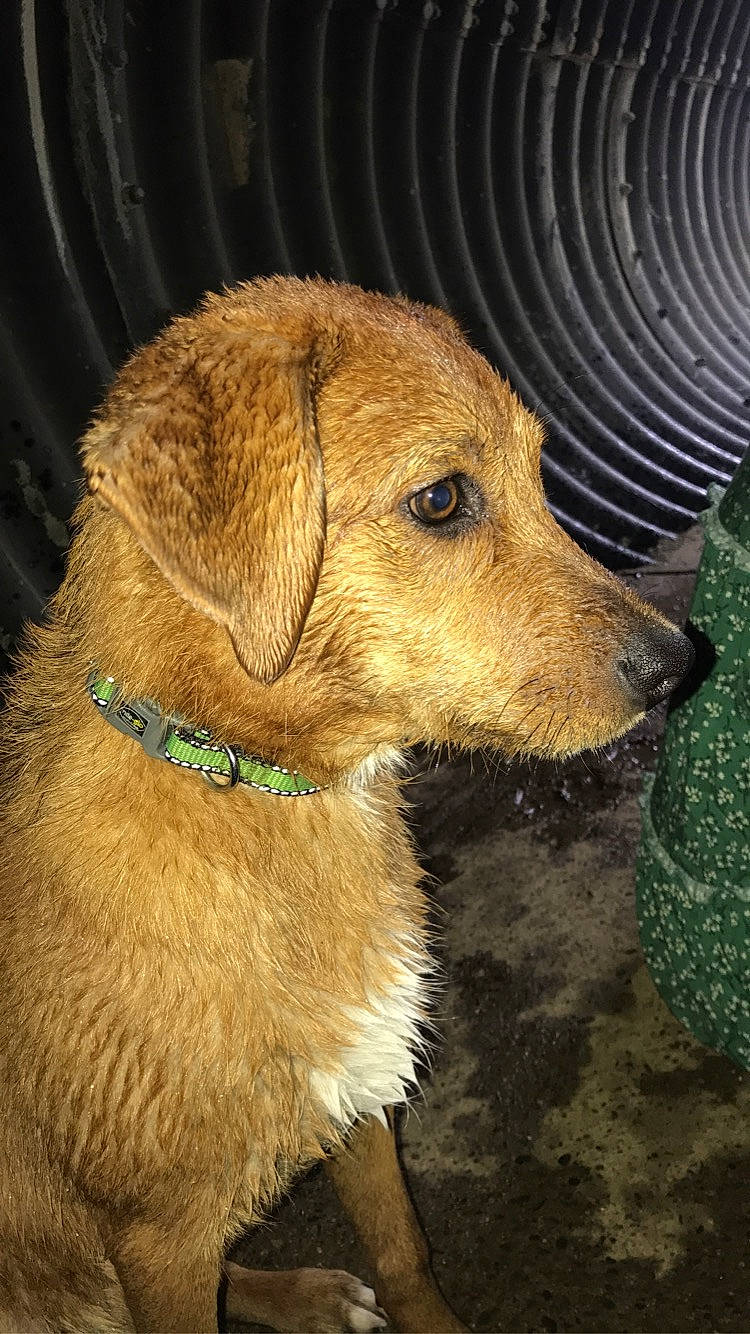 Simba participe au concours pour gagner de l'argent avec cette photo : canidae, carnivore, collar, companion_dog, dog, dog_breed, dog_collar, fawn, fur, liver, pet_supply, snout, sporting_group, tail, terrestrial_animal, whiskers, wildlife, working_animal, working_dog