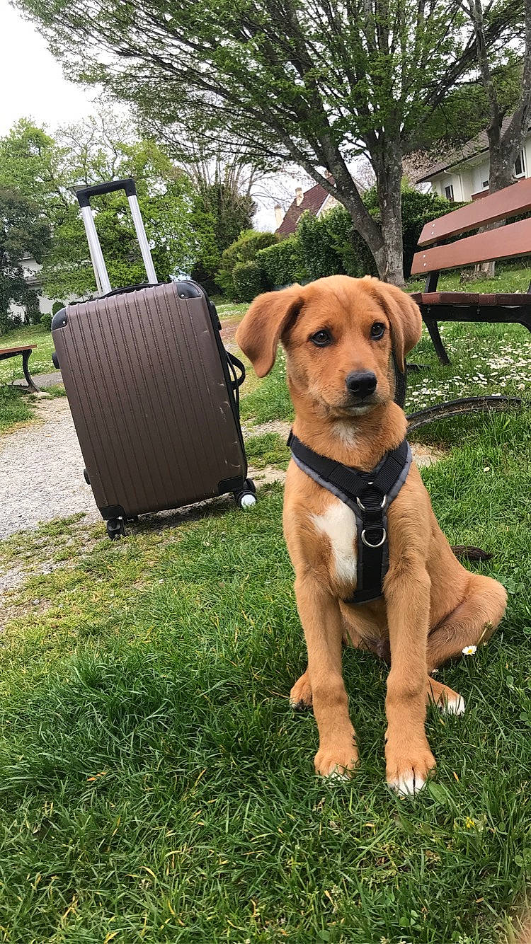 Simba participe au concours pour gagner de l'argent avec cette photo : canidae, carnivore, collar, companion_dog, dog, dog_breed, dog_collar, fawn, grass, gun_dog, mammal, pet_supply, plant, sky, snout, sporting_group, tail, tree, vertebrate, working_animal