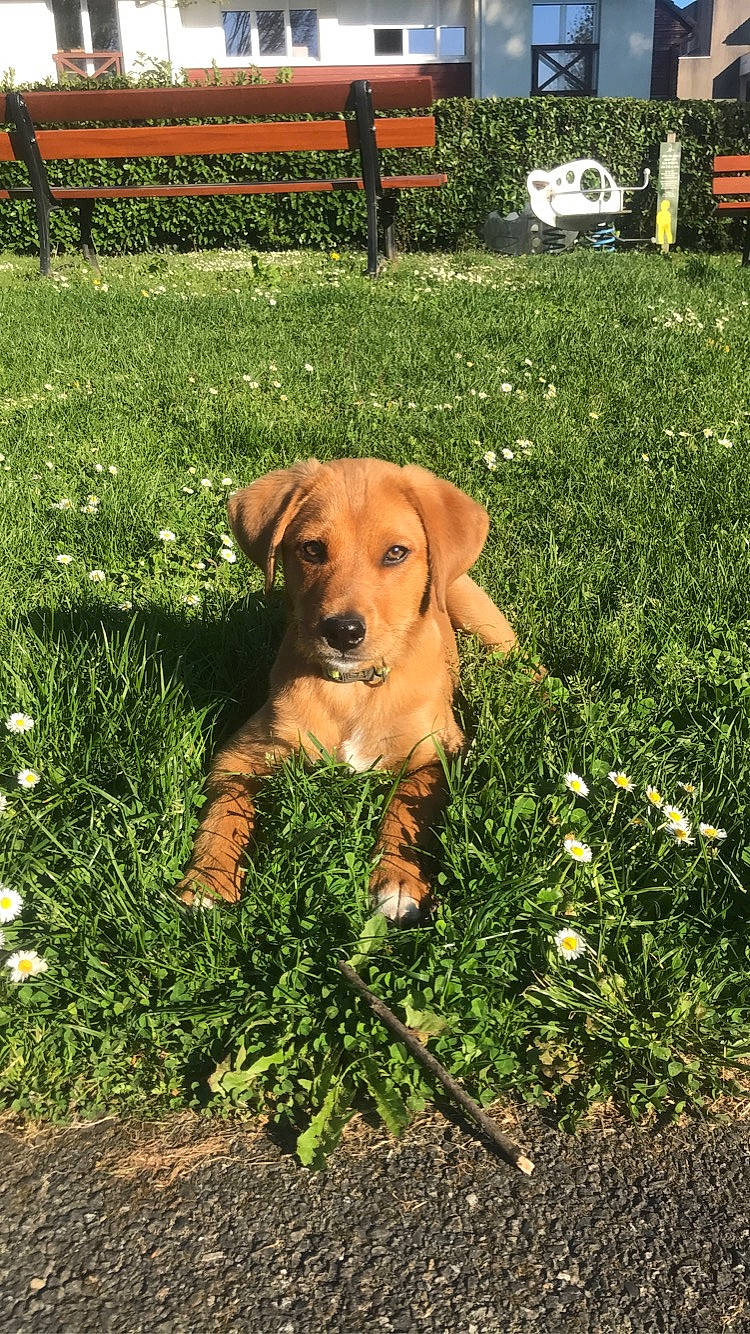 Simba a rejoint le concours — aidez-le/la à gagner de superbes lots ! canidae, carnivore, collar, companion_dog, dog, dog_breed, dog_collar, fawn, flower, garden, grass, groundcover, landscape, lawn, liver, plant, shrub, sporting_group, tail, working_animal