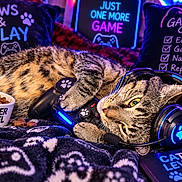 Samson is registered to the contest to win money with this photo: cat, feline, tabby, pet, gaming, gamer, headphones, controller, video_game, neon_lighting, indoor, cozy, blanket, cat_food, snack, paw_print, relaxed, close_up, colorful, playful