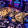 blanket, cat, cat_food, close_up, colorful, controller, cozy, feline, gamer, gaming, headphones, indoor, neon_lighting, paw_print, pet, playful, relaxed, snack, tabby, video_game