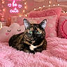 Browny joined the competition — help win amazing prizes! cat, tortoiseshell_cat, pink, bed, blanket, pillows, plush, neon_sign, fairy_lights, heart, cute, indoor, pet, cozy, fur, relaxing, soft_texture, decor, sleepy, animal