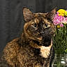 Browny is registered to the contest to win money with this photo: cat, tortoiseshell, animal, pet, flower, bouquet, glass_jar, vase, indoor, portrait, feline, fur, ears, whiskers, eyes, table, plant, nature, closeup, background