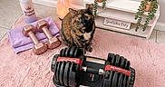 Browny is registered to the contest to win money with this photo: cat, tortoiseshell_cat, pink_rug, adjustable_dumbbell, rose_gold_dumbbells, water_bottle, workout_gear, salt_lamp, plants, decor, stars, moons, shelf, tile_floor, indoor, cozy, fitness, motivational, cute, pet