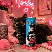 Browny is registered to the contest to win money with this photo: cat, tortoiseshell_cat, drink_can, beer_can, pink, vase, roses, fairy_lights, table, blanket, book, heart_shaped_tag, decor, cozy, indoor, pet, cute, animal, feline, resting