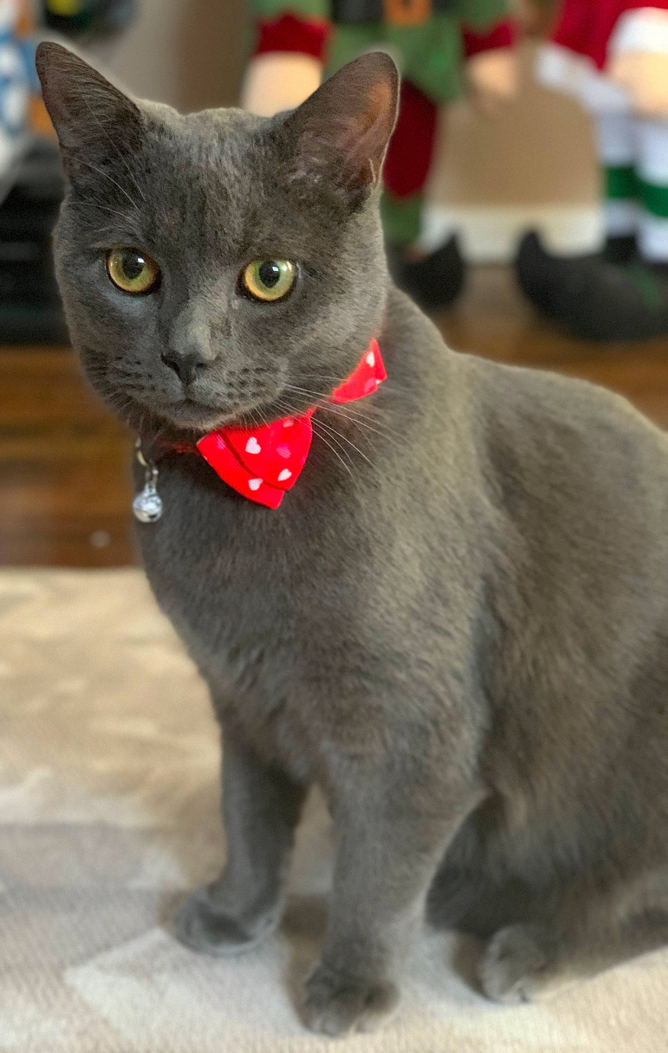 Benjamin is registered to the contest to win money with this photo: carmine, carnivore, cat, cat_supply, claw, collar, domestic_short_haired_cat, felidae, fur, grey, houseplant, small_to_medium_sized_cats, snout, tail, terrestrial_animal, whiskers