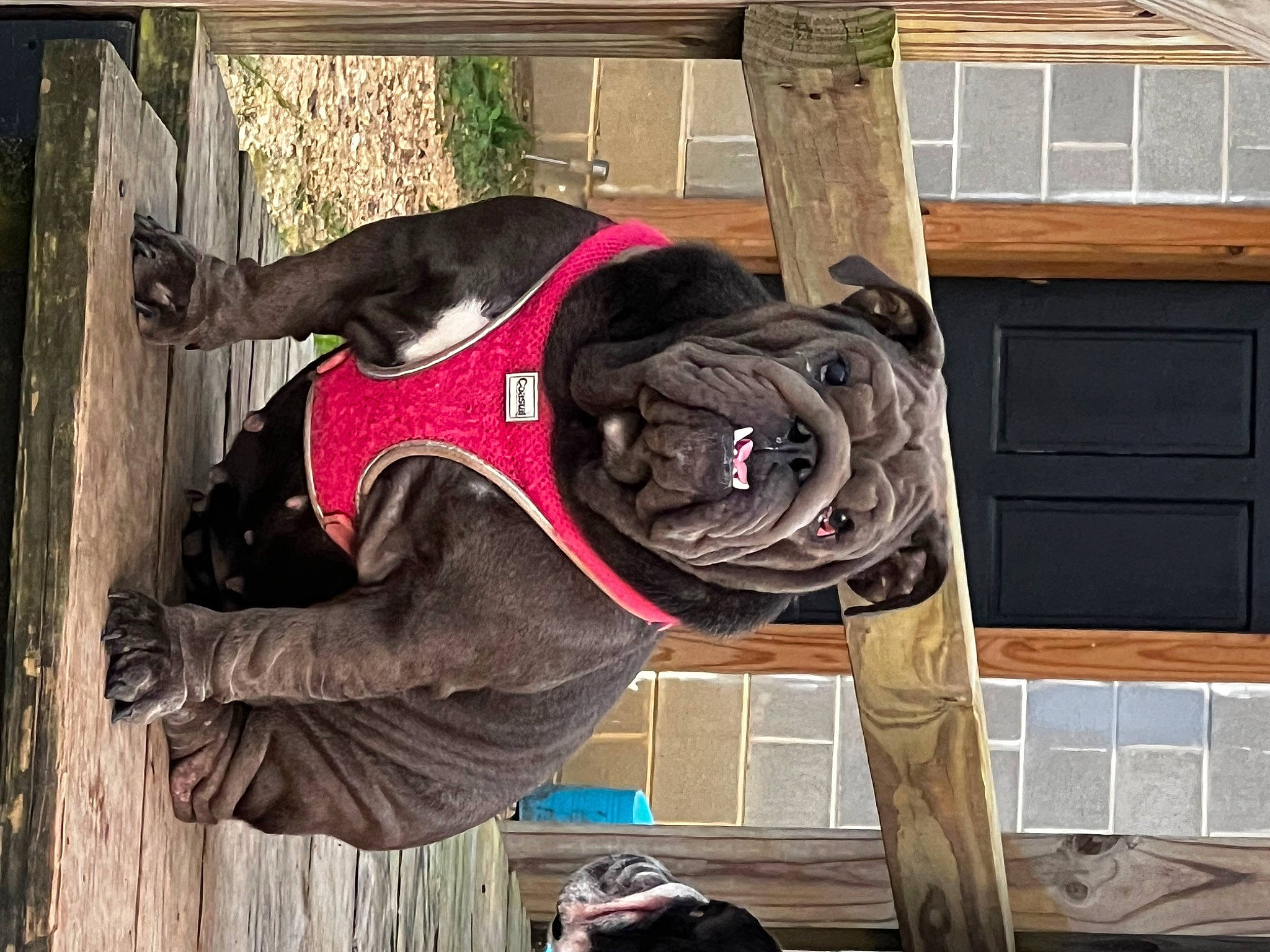 Luna is registered to the contest to win money with this photo: art, bag, carmine, door, fawn, fur, hat, magenta, personal_protective_equipment, snout, visual_arts, window, wood, working_animal