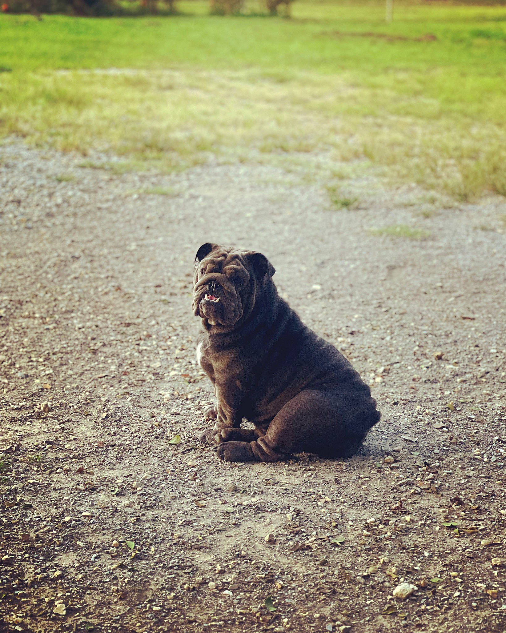 Luna joined the competition — help win amazing prizes! asphalt, carnivore, companion_dog, dog, dog_breed, fawn, grass, landscape, plant, pug, road_surface, shadow, snout, soil, sporting_group, sunlight, terrestrial_animal, tints_and_shades, toy_dog, wrinkle
